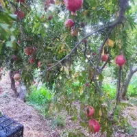 انار محلی درجه یک درب باغ|حراج|پیشوا, |دیوار