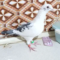 نر پرستو|پرنده|کرباسک, |دیوار