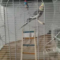 یک عدد عروس هلندی سخنگو