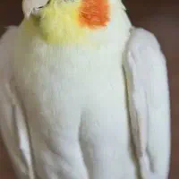 جفت عروس هلندی معاوضه با سگ خوب