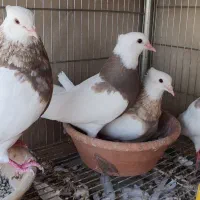 کبوتر طوقی نسل و نژاد عالی عطیقه