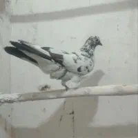 گمشده|حیوانات|ملایر, |دیوار