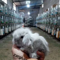 خرگوش لوپ ترکیش (زرقان)