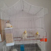 سه تا عروس هلندی ی نر  دوتا ماده با ی قفس بزرگ