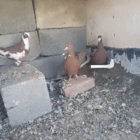 کبوتر|پرنده|میرجاوه, |دیوار