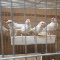 ۲۲ عدد فنچ نرگسی|پرنده|تهران, والفجر|دیوار