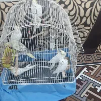 عروس هلندی نر و ماده