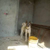 سگ گم شده|حیوانات|برازجان, |دیوار