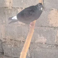 کبوتر پرشی|پرنده|جیرفت, |دیوار