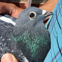 جان اردن سیلور