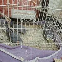 سه عددعروس هلندی