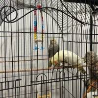 یه جفت عروس هلندی|پرنده|صحنه, |دیوار