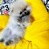 ریزترین پشمالوترین پامرانین ایران اندازه کف دست