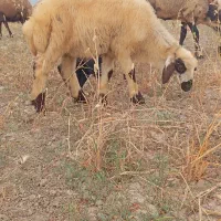 بره نر