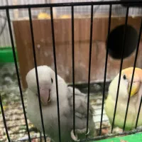 طوطی کوتوله وایت فیس و کاسکویی