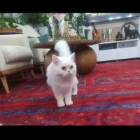 درود،فروش گربه خانگی، سالم قبمت توافقی|گربه|بروجن, |دیوار