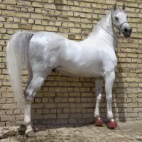 خریدو فروش انواع اسب