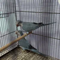 راهب نر آبی