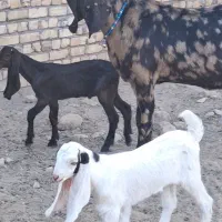 3راس بزغاله ماده گوش بلند|حیوانات مزرعه|ملکآباد, |دیوار