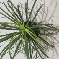 گل با قیمت عالی|گل و گیاه طبیعی|اصفهان, باتون|دیوار