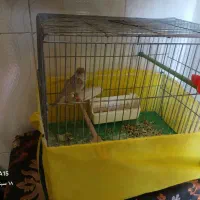 قناری ماده
