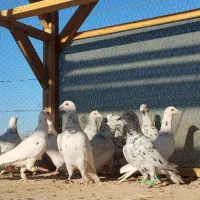 سار سرور .طوقی و پلاکی اس