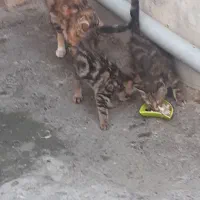 گربه آشرا|گربه|احمدآبادمستوفی, |دیوار