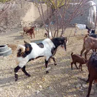 بز وبزقاله خارجی|حیوانات مزرعه|بیلوار, |دیوار