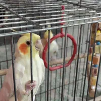 یه جفت طوطی با سه تا تخم|پرنده|بهبهان, |دیوار