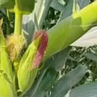 5زمین-برای-کاشت-ذرت-شراکتی