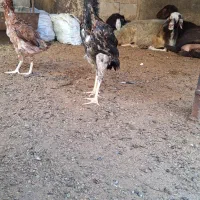 مرغ لاری|حیوانات مزرعه|رامیان, |دیوار