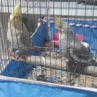 عروس هلندی یک جفت جوان