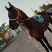 اسب|اسب و تجهیزات اسب‌سواری|بافق, |دیوار