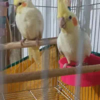 جوجه عروس هلندی|پرنده|کرمان, |دیوار