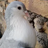 یک جفت ساده رو تخم