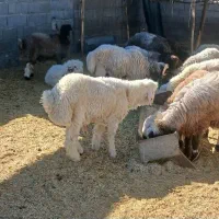 بره چاق ترکی