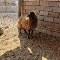 بره نر|حیوانات مزرعه|اهواز, زرگان|دیوار