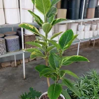 گلخونه نبش صیاد شیرازی ۲ نرسیده به بیمارستان ارتش|گل و گیاه طبیعی|بجنورد, |دیوار