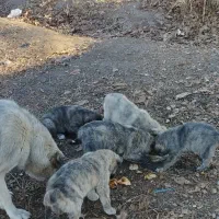 واگذاری توله سگ