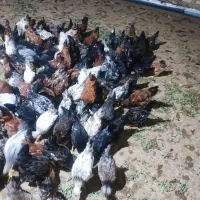 مرغ و خروس گلپایگانی