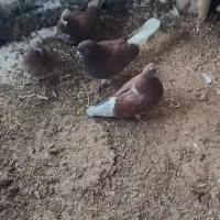 کفتر|پرنده|سلطانیه, |دیوار