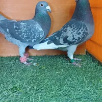 کفتر پلاکی سیزده عدد