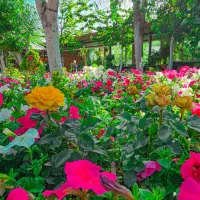 تولید محتوای حرفه ای