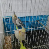 یک جفت عروس هلندی جوان