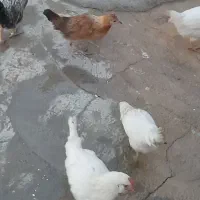 جوجه بومی|حیوانات مزرعه|لردگان, |دیوار