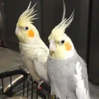 جفت عروس هلندی