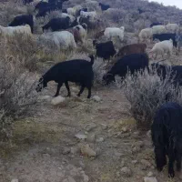 بز داشتی|حیوانات مزرعه|شیراز, بید زرد|دیوار