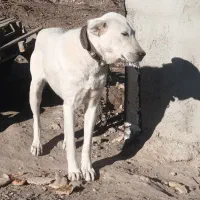 سگ‌ ۱۲‌ ماده. ماده