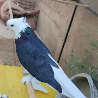 هما سرور