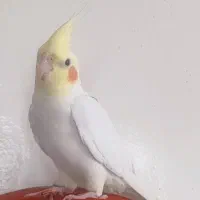 عروس هلندی لوتینو فروش فوری